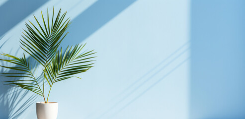 palm plant on blue minimalistic background with shadows
