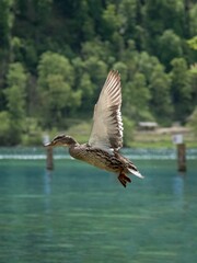 Duck flying low above a lake on a sunny day