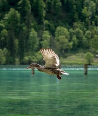 Duck flying low above a lake on a sunny day