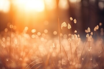 Defocused forest or park with wild grass and sun beams. Beautiful winter natural background 