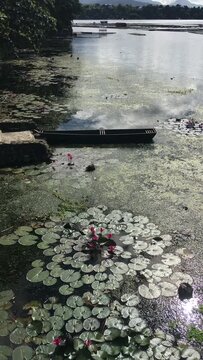 Water lillies and invasive aquatic plants polluting the fresh-water lake. Vertical