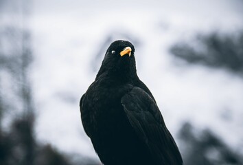 Portrait of Alpine chough or yellow-billed chough (Pyrrhocorax graculus)