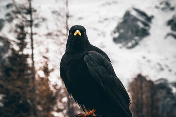 Portrait of Alpine chough or yellow-billed chough (Pyrrhocorax graculus)