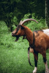 Single goat standing in a lush green field, surrounded by tall trees