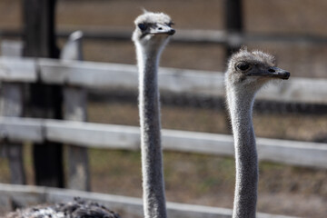 Each ostrich's visage is a study in unique character, with large, soulful eyes that seem to reflect the world around them. Their long, graceful necks complement the angular features of their beaks.