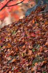 落ち葉のある風景