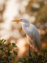 great egret
