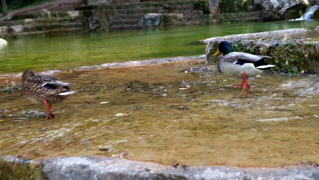 Pont-en-royans 2 les canards de la rivi&egrave;re