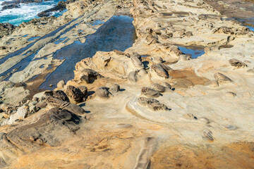 Fototapeta premium Oregon Park Terrain 2
