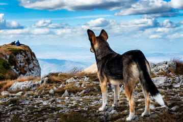 A lone stray dog looking at a couple of distant people, high in the mountains.