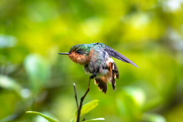A Tufted Coquette hummingbird stretching and fluffing her feathers while preening