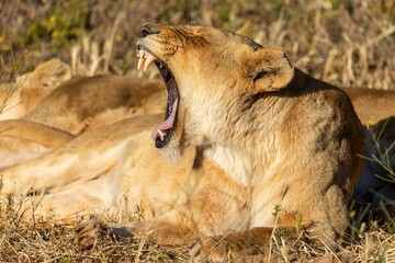 African lion basking in the sun, lounging in the grass in front of a shrub.