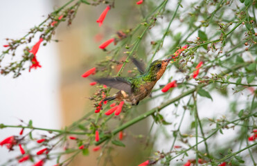 Tufted Coquette hummingbird flying in a flowering bush of red flowers