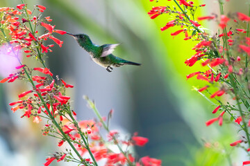 Colorful photo of a Blue-chinned Sapphire hummingbird, Chlorestes notata, pollinating red flowers