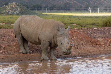 Majestic white rhinoceros stands at the shore of a tranquil lake.