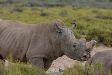 Obraz premium Majestic white rhinoceros stands at the shore of a tranquil lake.