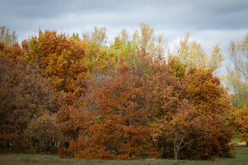 Autumn trees in the park. Colorful foliage in autumn.