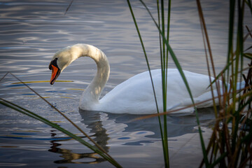 Obraz premium White swan swimming in the lake, closeup of photo with shallow depth of field
