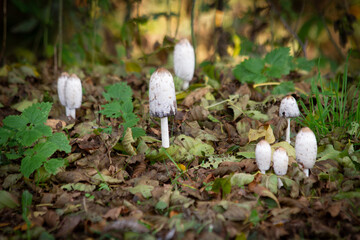 Coprinus comatus mushrooms in the autumn forest, close up