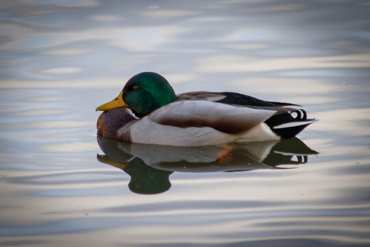 Male mallard duck swimming in a lake, closeup of photo