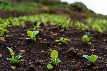Organic Young lettuces planted Plant growing on soil. Eco earth day