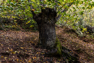 Landscape in Las M&eacute;dulas, Le&oacute;n. It is an ancient gold mine of roman empire (I and II century BC) in Spain and World Heritage 