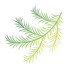 Green fir branch, Christmas holiday design