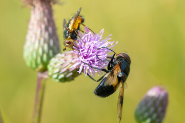 A pair of yellow flies on a pink flower close-up, blurred light background.
