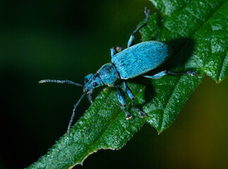 Macro shot of the blue weevil Stephanocleonus tetragrammus on a leaf in its natural environment, dark blurred background.