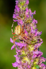 Close-up of a cross spider on a pink flower.in evening light, also called the European garden spider, tiara spider or pumpkin spider.