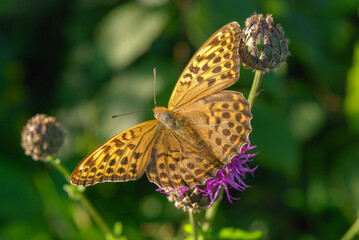 An orange motley butterfly with a pearl border sits on a pink flower. Boloria selenium. Orange butterfly in natural habitat.