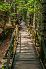 Wooden bridge pathway among pine forest