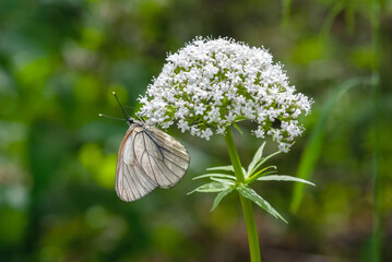 White butterfly aporia crataegi sits on a flowering plant in nature against a blurred background.