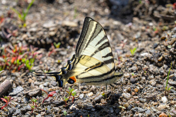 The rare swallowtail (Iphiclides podalirius) is a butterfly belonging to the family Papilionidae. Drinks mineral-rich mud water.