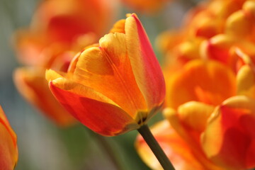 red tulip flower