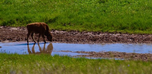 bison in the field with water