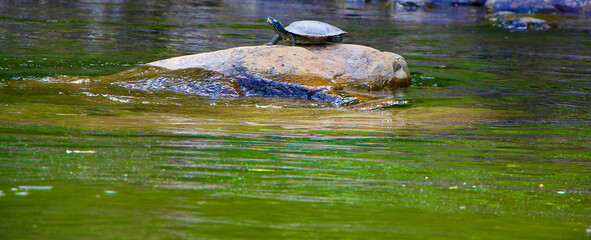turtle on rock 