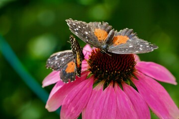 butterfly on flower