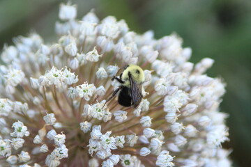 bee on a flower