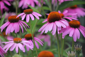 flowers in the garden
