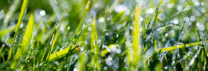 Dew or rain drops on blades of bright green gras. Macro close up in a wet meadow in Sauerland, Germany. Summer morning sunlight reflected by many water spheres on the haulms. Panoramic background.