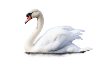 White swan isolated on transparent or white background, PNG