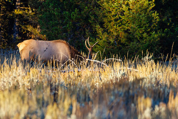 Mature bull elk (Cervus canadensis) grazing on grass in Grand Teton National Park, Wyoming during...