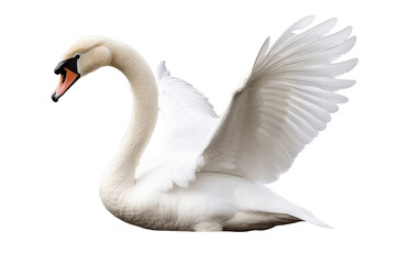 White swan isolated on transparent or white background, PNG - obrazy, fototapety, plakaty