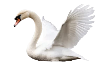 Foto auf Alu-Dibond White swan isolated on transparent or white background, PNG © amankris99