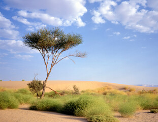 Obraz premium Tree at an oasis in the Arab desert
