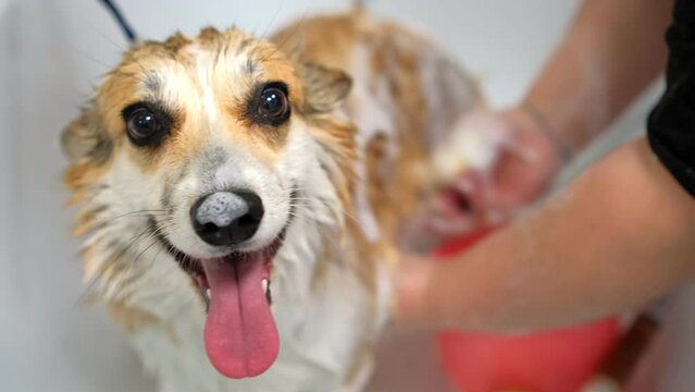 A groomer washes corgi dog in the bathroom with a special shampoo in a grooming salon pet care portrait of a wet animal