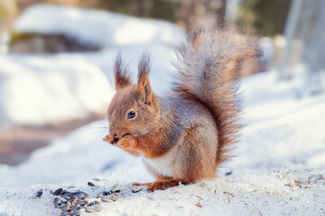 fluffy red squirrel gnaws a nut, squirrel in natural habitat in winter