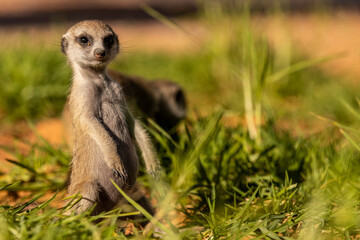 Kalahari Meerkats desert, 