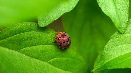 A ladybug with purple pastel color and black dot is perching on the plant leaf on green leaves...